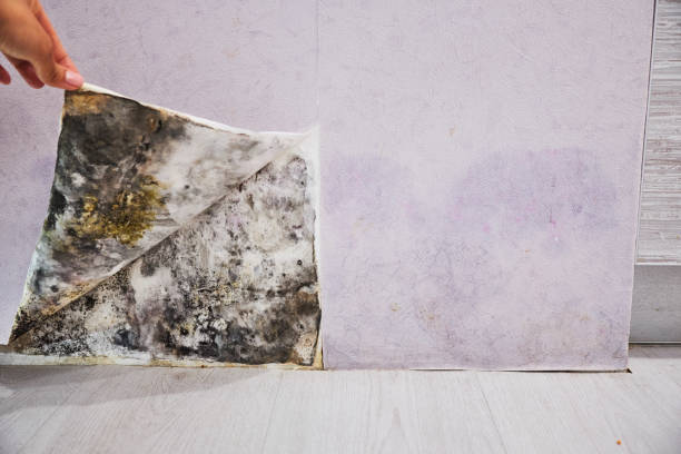 Best Toxic Mold Removal  in Pahrump, NV